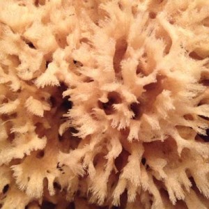 Natural Sea Sponge for Bath and Body Close Up