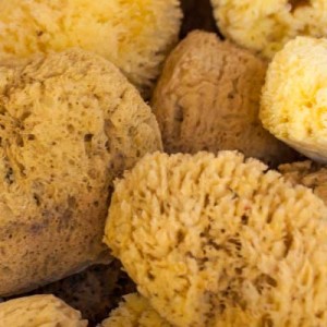 Natural Sea Sponge Uses Collection of Sponges