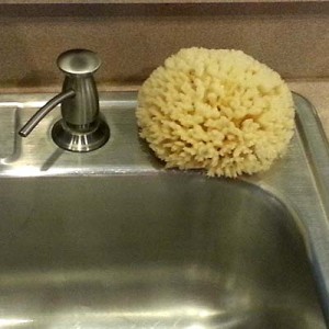 Sea Sponges in the Kitchen