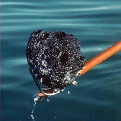 Harvesting Sea Sponges – How It Works
