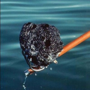 wełniane gąbki morskie z zewnętrznym czarnym pokryciem skóry - Florida Sea Grant Photo