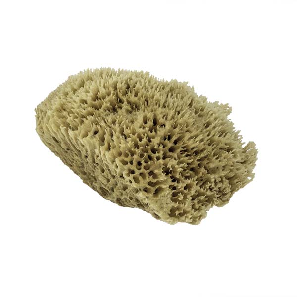 The Natural Brand - Wool Sea Sponge 11-12 Inch SW #1-1112C | Side 2