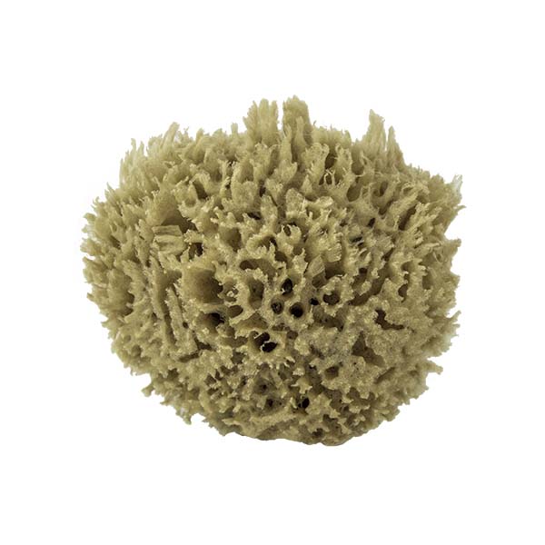 The Natural Brand - Wool Sea Sponge 4-5 Inch SW #1-4050C | Top