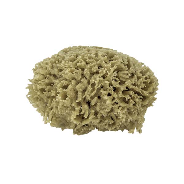 The Natural Brand - Wool Sea Sponge 4-5 Inch SW #1-4050C | Side 2