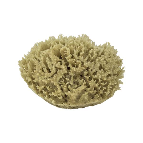 The Natural Brand - Wool Sea Sponge 4-5 Inch SW #1-4050C | Front