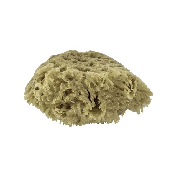 The Natural Brand - Wool Sea Sponge 4-5 Inch SW #1-4050C | Bottom