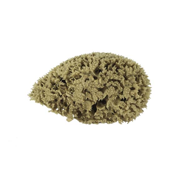 The Natural Brand - Wool Sea Sponge 5-6 Inch SW #1-5060C | Top w/o Label