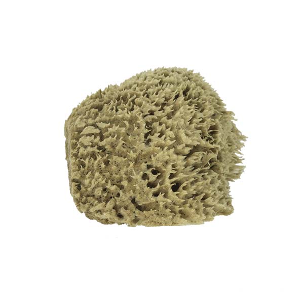 The Natural Brand - Wool Sea Sponge 5-6 Inch SW #1-5060C | Side 2 w/o Label
