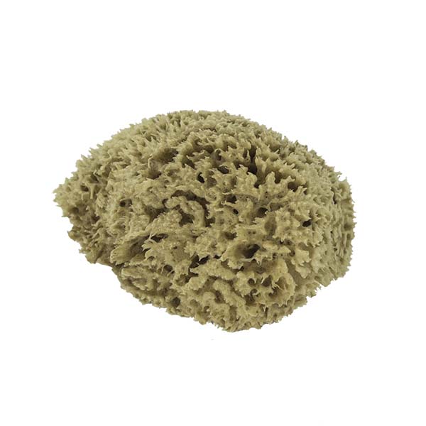 The Natural Brand - Wool Sea Sponge 5-6 Inch SW #1-5060C | Side w/o Label