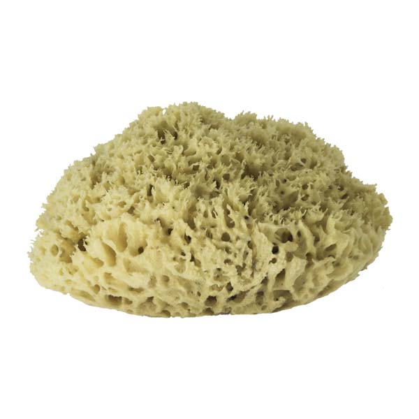 The Natural Brand - Wool Sea Sponge 8-9 Inch SW #1-8090C | Front w/o Label