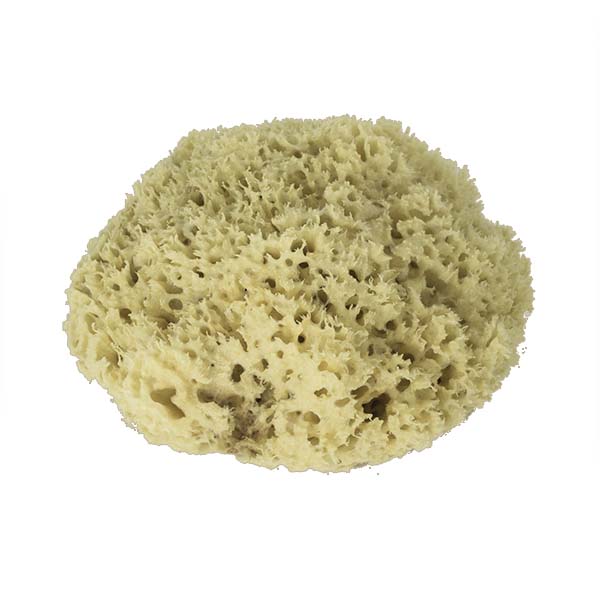 The Natural Brand - Wool Sea Sponge 8-9 Inch SW #1-8090C | Top w/o Label