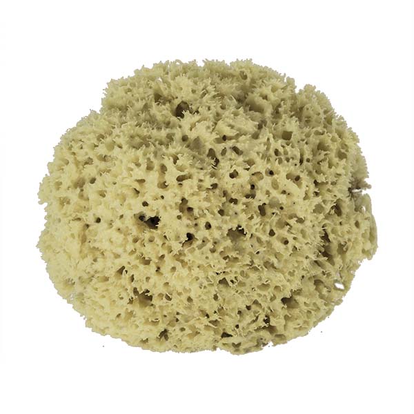 The Natural Brand - Wool Sea Sponge 8-9 Inch SW #1-8090C | Top 2 w/o Label