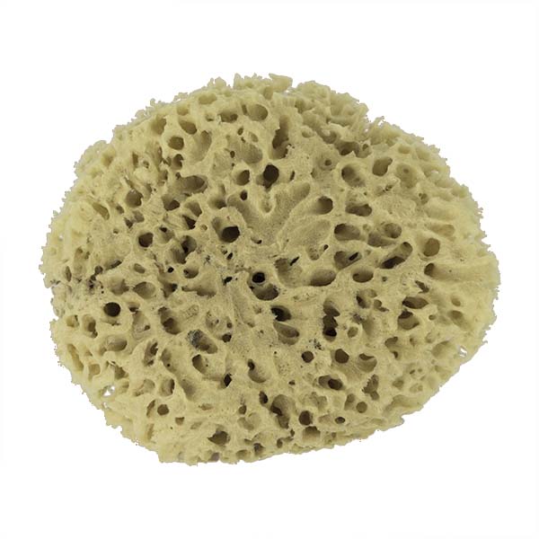 The Natural Brand - Wool Sea Sponge 8-9 Inch SW #1-8090C | Bottom w/o Label