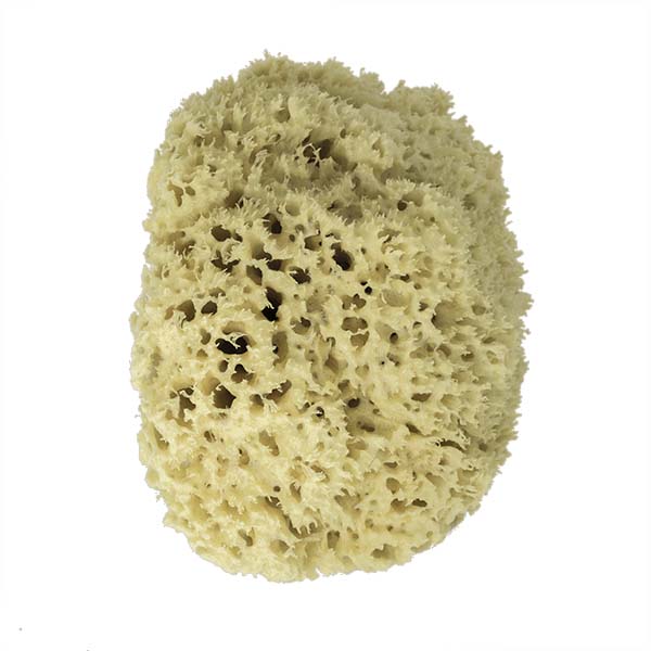 The Natural Brand - Wool Sea Sponge 8-9 Inch SW #1-8090C | Side w/o Label