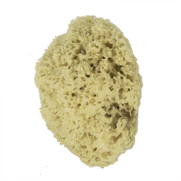 The Natural Brand - Wool Sea Sponge 8-9 Inch SW #1-8090C | Side 2 w/o Label