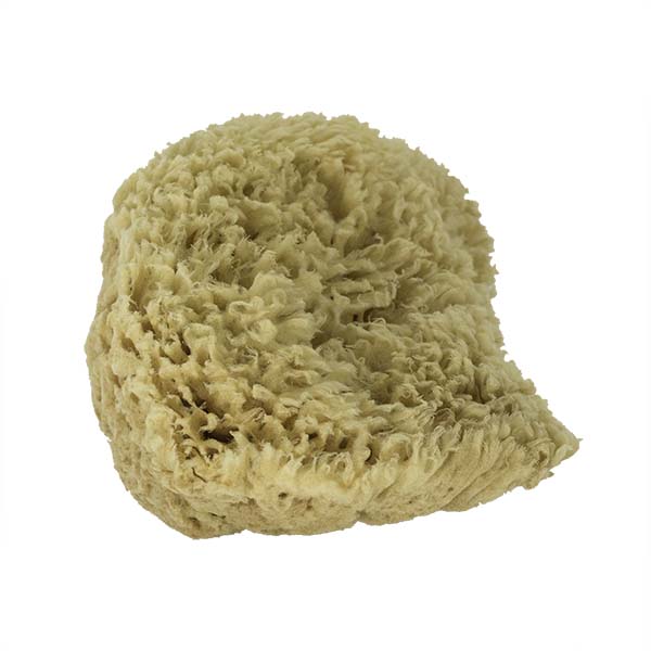 The Natural Brand - Wool Sea Sponge 9-10 Inch SW #1-9010C | Side w/o Label