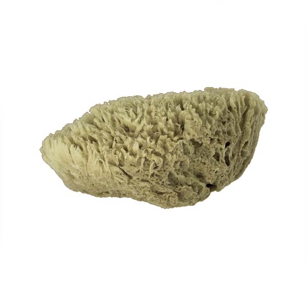 The Natural Brand - Wool Sea Sponge 9-10 Inch SW #1-9010C | Side w/o Label