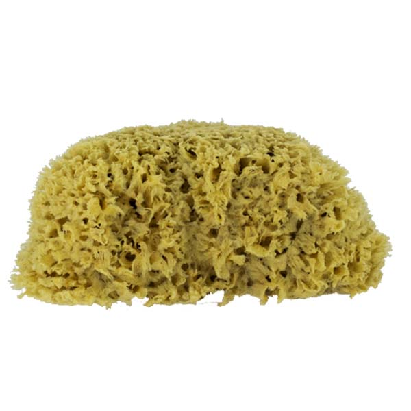 The Natural Brand - Wool Sea Sponge 5-6 Inch SW #1-1011C | Top w/oLabel