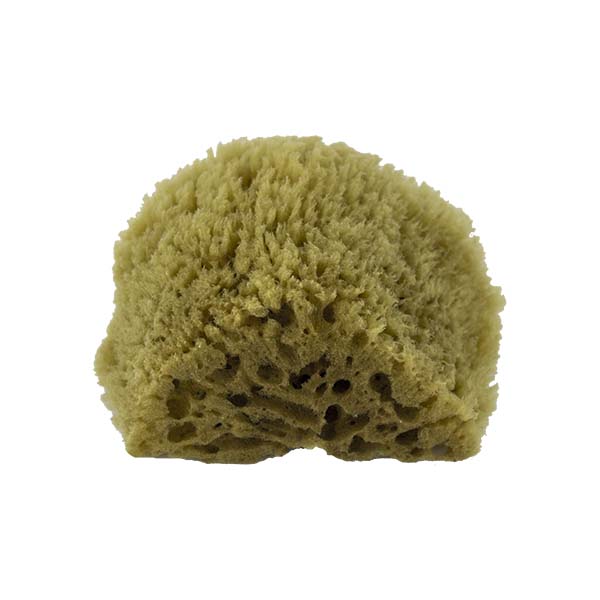 The Natural Brand - Yellow Sea Sponge 4-5 Inch Y-4050 | Bottom