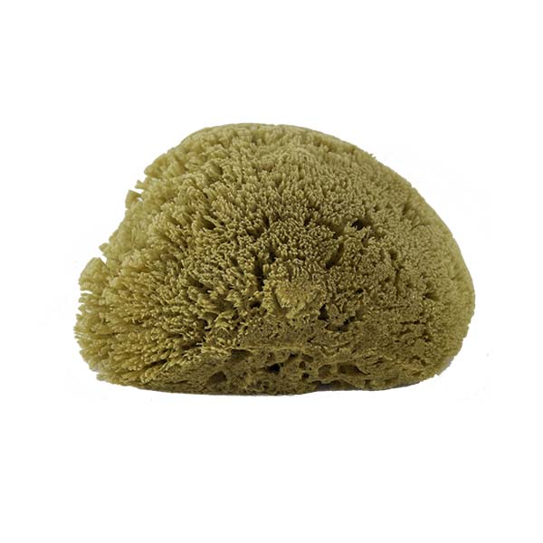 The Natural Brand - Yellow Sea Sponge 5-6 Inch Y-5060 | Bottom