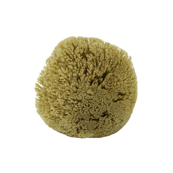 The Natural Brand - Yellow Sea Sponge 5-6 Inch Y-5060 | Front