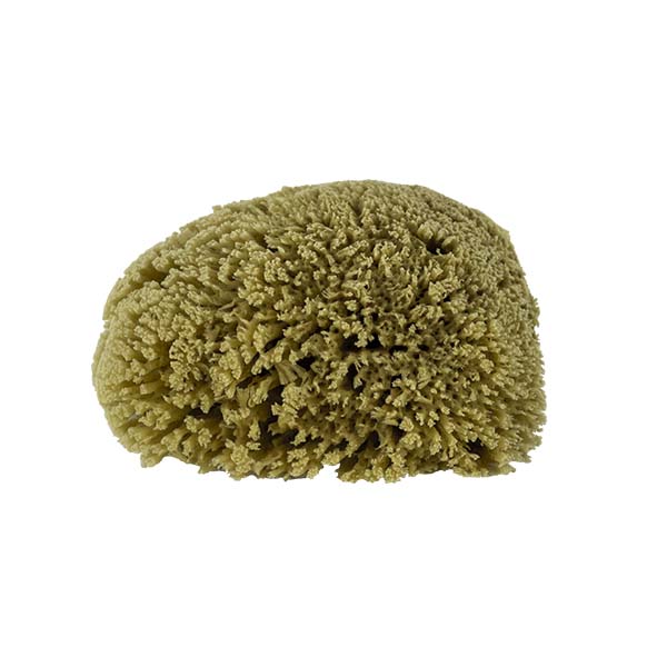 The Natural Brand - Yellow Sea Sponge 5-6 Inch Y-5060 | Side 1