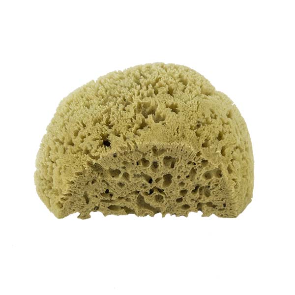 The Natural Brand - Yellow Sea Sponge 6-7 Inch Y-6070 | Bottom
