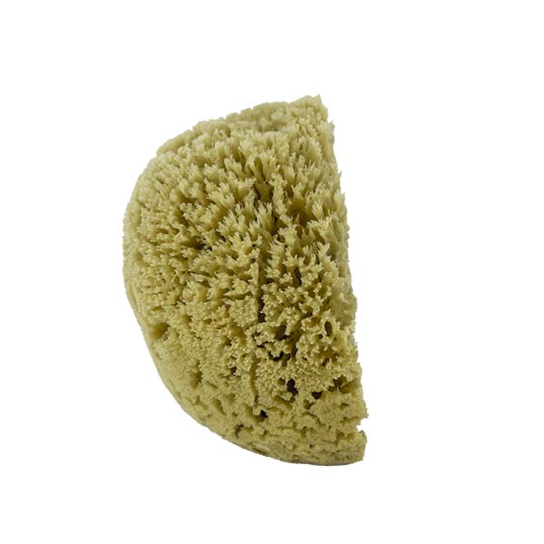 The Natural Brand - Yellow Sea Sponge 6-7 Inch Y-6070 | Side 1