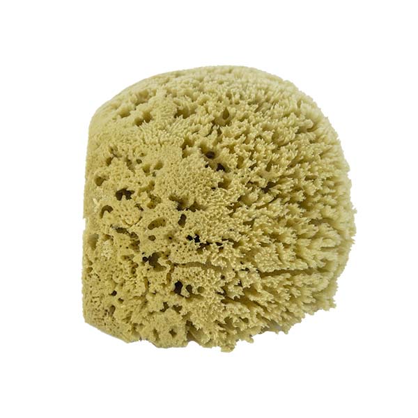 The Natural Brand - Yellow Sea Sponge 6-7 Inch Y-6070 | Side 2