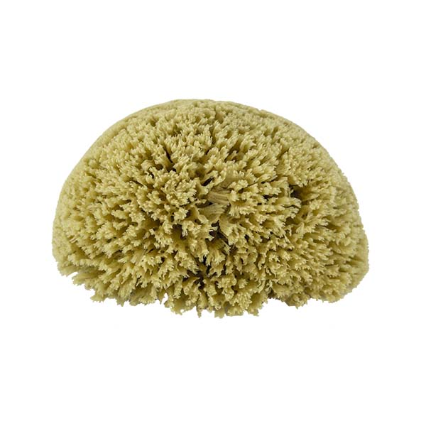 The Natural Brand - Yellow Sea Sponge 6-7 Inch Y-6070 | Top
