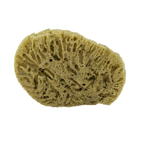 The Natural Brand - Yellow Sea Sponge 7-8 Inch Y-7080 | Back