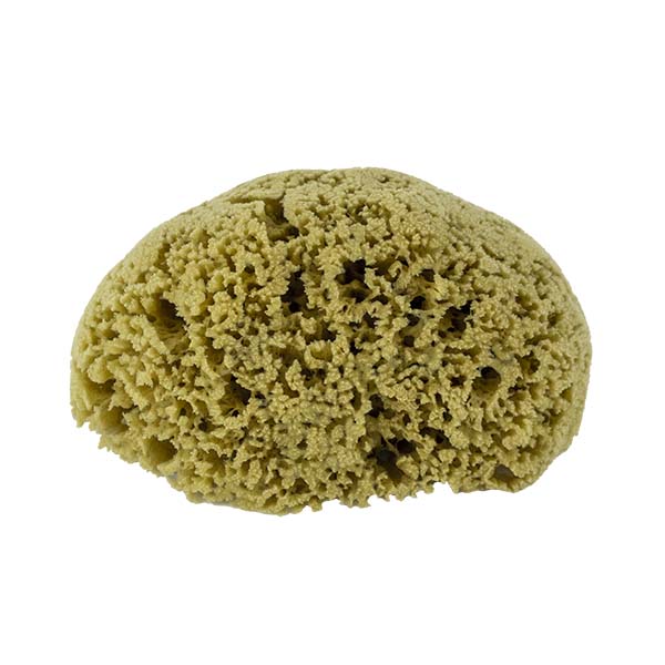 The Natural Brand - Yellow Sea Sponge 7-8 Inch Y-7080 | Top