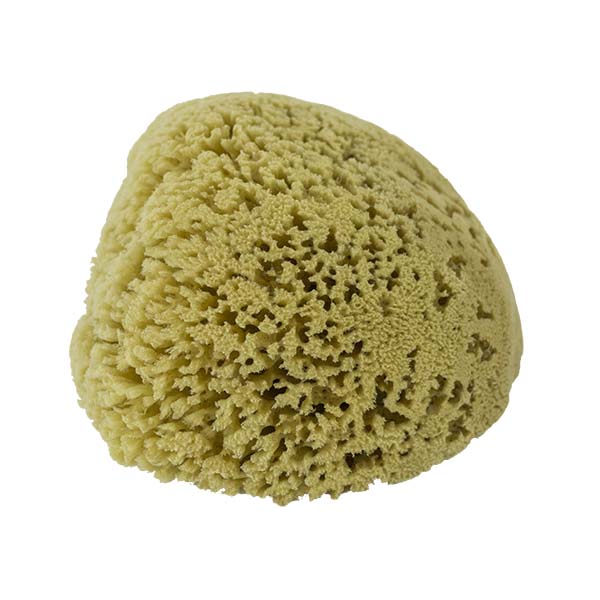The Natural Brand - Yellow Sea Sponge 8-9 Inch Y-8090 | Side 1