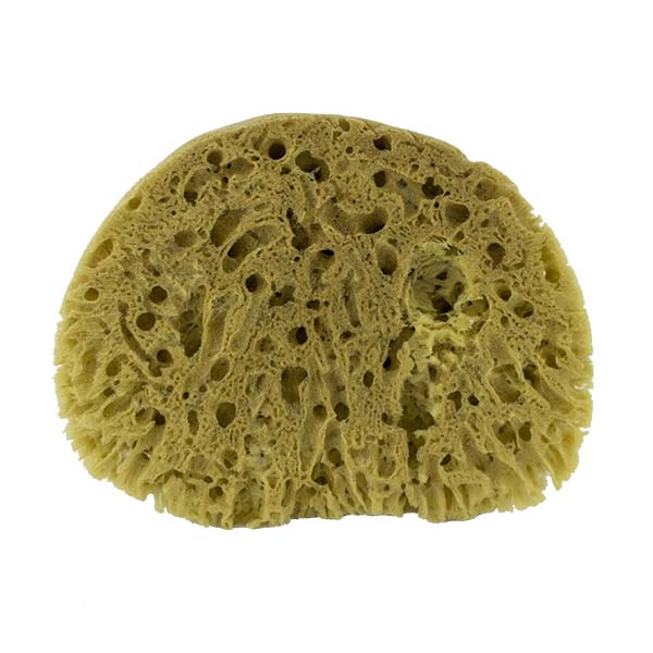 The Natural Brand - Yellow Sea Sponge 8-9 Inch Y-8090 | Back