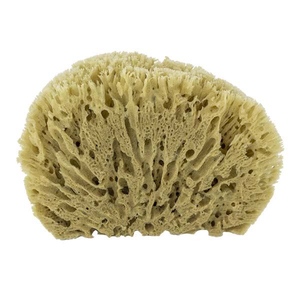 The Natural Brand - Yellow Sea Sponge 9-10 Inch Y-9010 | Back