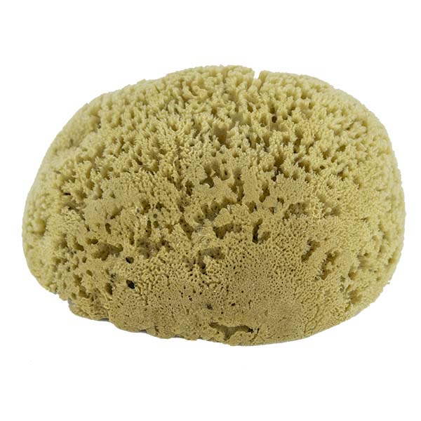 The Natural Brand - Yellow Sea Sponge 9-10 Inch Y-9010 | Bottom