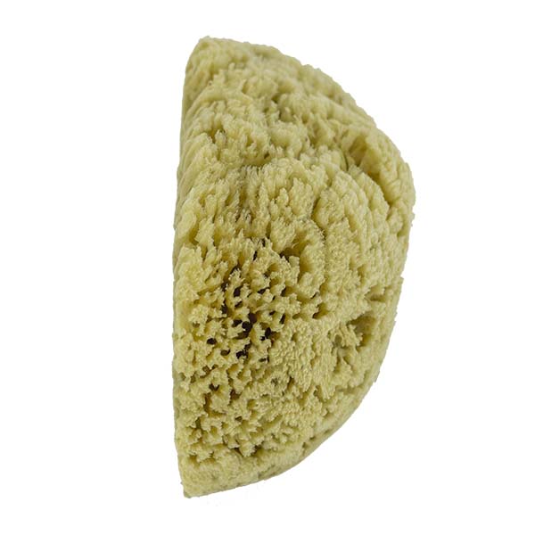 The Natural Brand - Yellow Sea Sponge 9-10 Inch Y-9010 | Side 2