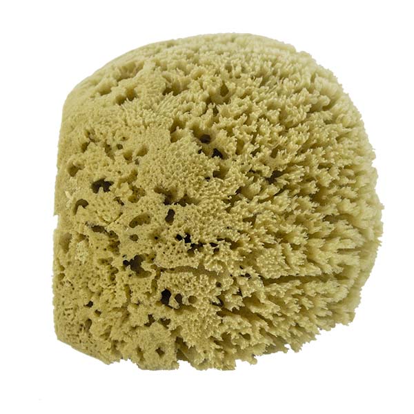 The Natural Brand - Yellow Sea Sponge 9-10 Inch Y-9010 | Side 3
